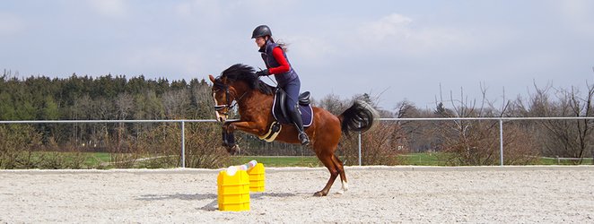 Pferde & Reitsport
